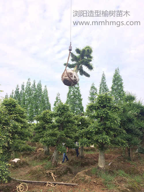 造型榆树苗木，浏阳造型榆树价格，柏加精品造型榆树，湖南造型榆树