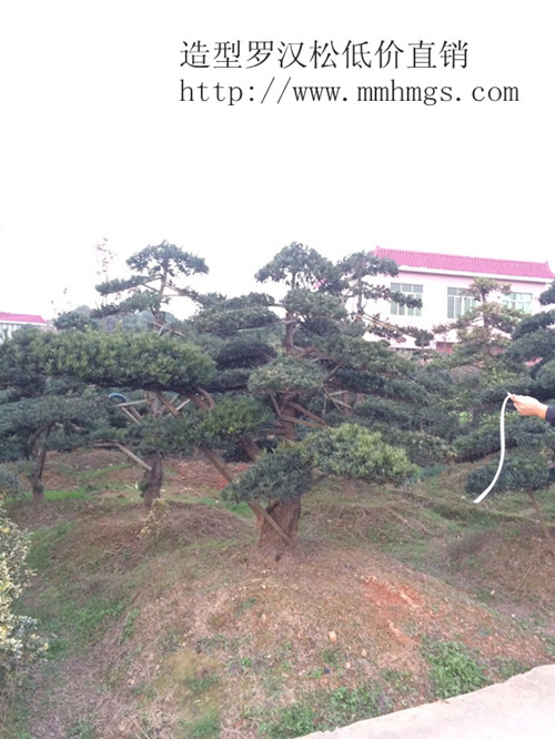 罗汉松小苗，湖南罗汉松价格，造型罗汉松，精品罗汉松，浏阳罗汉松价格