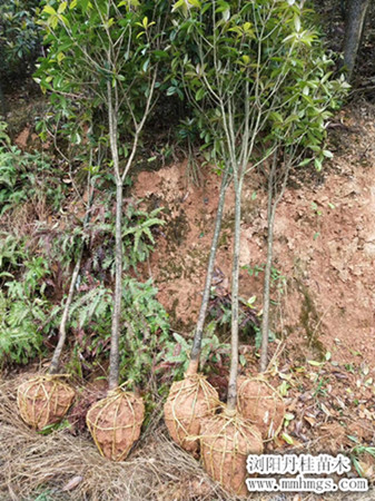 浏阳丹桂苗木，湖南丹桂价格，柏加丹桂苗木，浏阳桂花价格，浏阳精品桂花树