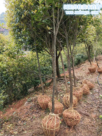 浏阳丹桂苗木，湖南丹桂价格，柏加丹桂苗木，浏阳桂花价格，浏阳精品桂花树