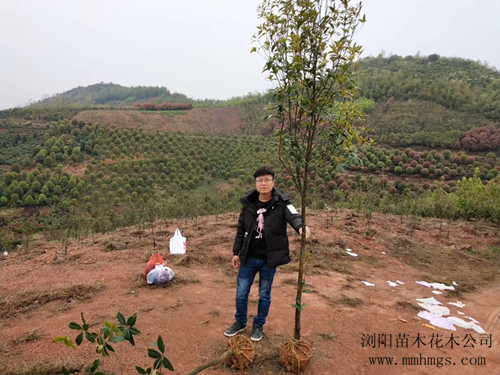 浏阳丹桂苗木，湖南丹桂价格，柏加丹桂苗木，浏阳桂花价格，浏阳精品桂花树