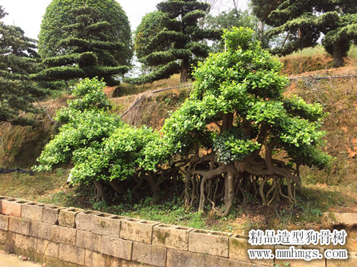 造型狗骨树，浏阳造型狗骨树，狗骨树价格，浏阳狗骨球