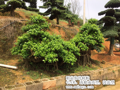 造型狗骨树，浏阳狗骨树桩价格，柏加造型狗骨树