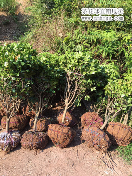 茶花球，浏阳茶花球价格，柏加茶花球基地