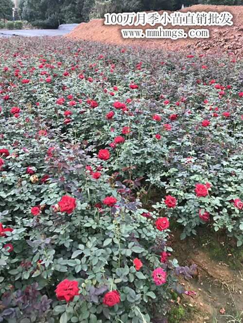 月季小苗，浏阳月季基地，柏加月季苗圃，浏阳月季价格，大花月季苗圃，小花月季市场