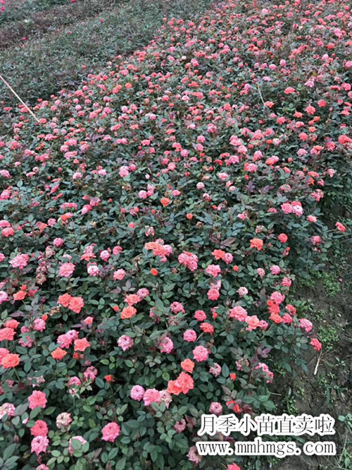 月季小苗，浏阳月季基地，柏加月季苗圃，浏阳月季价格，大花月季苗圃，小花月季市场